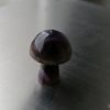IMG_20240209_130509-scaled-1.jpg Champignon Améthyste