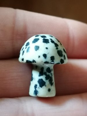 Champignon Jaspe Dalmatien