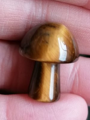 Champignon Œil de Tigre