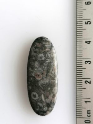 Crinoïdes