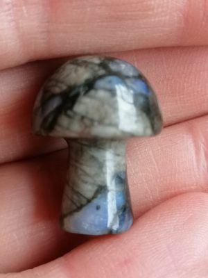 Champignon Llanite