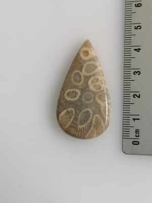 Corail fossilisé