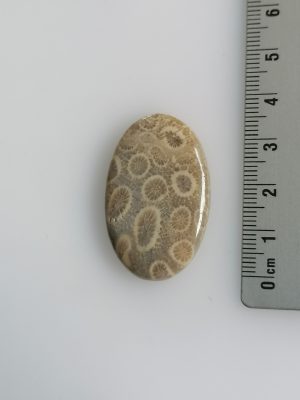 Corail fossilisé
