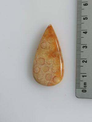 Corail fossilisé