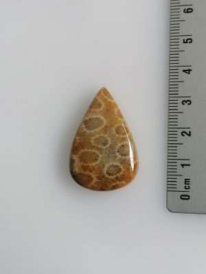 Corail fossilisé