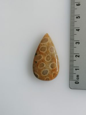 Corail fossilisé