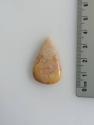 Corail fossilisé