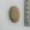 Corail fossilisé