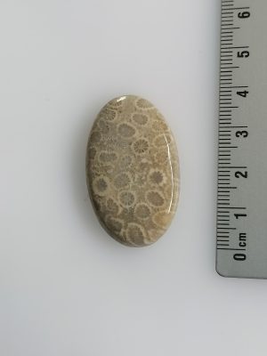 Corail fossilisé