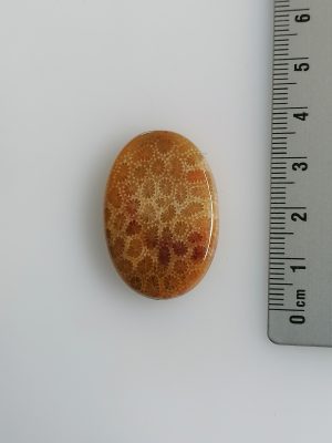 Corail fossilisé